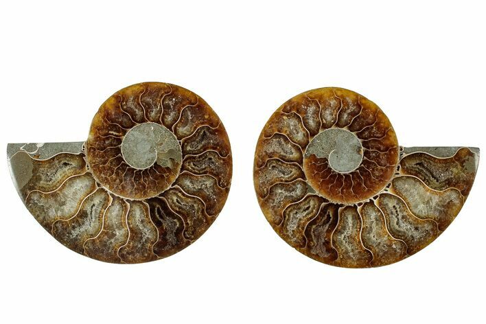 Cut & Polished, Agatized Ammonite Fossil - Madagascar #317692